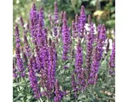 6 x Salvia nemorosa 'Blaukonigin' - BOSSALIE - pot 9 x 9 cm