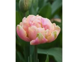 15x Tulpen 'Pink star' - BULBi® Bloembollen met bloeigarantie