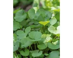 Waterkers Zaden Nasturtium Officinale Vaste Plant