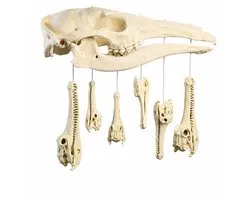 Aardvark Crâne de Crocodile Carillon Éolien Décoration - Décoration Intérieure Gothique - Carillons de Crâne - Décoration de Jardin - Décoration d'Halloween - Décoration Murale Exotique - Beige