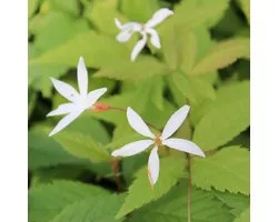 6x Braakwortelspirea - Gillenia trifoliata - Pot 9x9cm