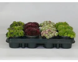 Sempervivum (rotsplanten) 12 stuks mix