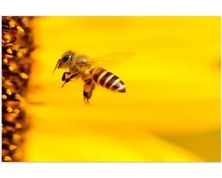 WallClassics - Poster (Matte) - Gros plan d'une abeille et Bloem jaune - 75x50 cm Photo sur Papier Poster à l'Aspect Mat