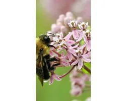 Bijen Assortiment Kruiden 3m2 - Bee Happy Kruiden
