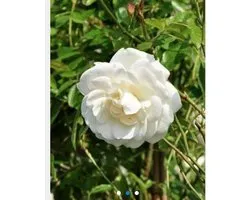 Rosa 'Climbing Schneewittchen' - Klimroos in pot
