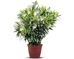 Nerium Oleander - Oleander Wit - Witte bloemen - Pot ⌀ 27cm - Hoogte 80-100cm