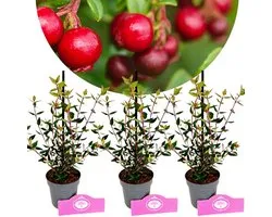 Set van 3 Chileense guave - Ugni molinae 'Villarica Strawberry' – Hoogte 20cm – 9cm pot