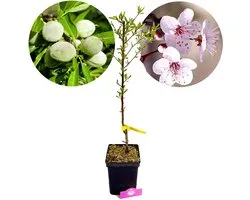 Prunus dulcis 'Ferragnes', amandelboom, 5 liter pot