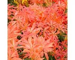 Rotsheide - Pieris ‘Forest Flame’ - 20-30 cm