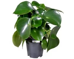 JUNAVERA Peperomia polybotrya Raindrop - Terrariumplant 15 cm pot, circa 25 cm hoog