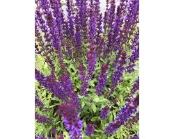 6x Bossalie - Salvia nemorosa 'Caradonna' | 9x9 cm pot