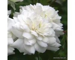 Bodembedekkende roos - Rosa 'Sea Foam' 25-30 cm