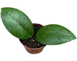 Hoya Puom Siam Ruby Kamerplant Potmaat Ø10,5 cm |Vers Van De Kweker