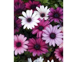 Spaanse Margriet Zaden Akila Mix Osteospermum Ecklonis Eenjarig
