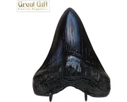 GreatGift - Megalodon tand Zwart - 14CM groot - Enorme Haaientand - In luxe Geschenkverpakking - Replica