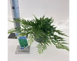 Juniperus horizontalis ‘Prince of Wales’ - Jeneverbes | 20-25 cm pot