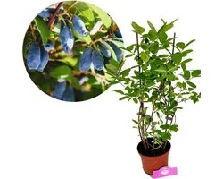Lonicera caerulea ‘Larisa’, Honingbes, Hoogte 70cm, 2 liter pot