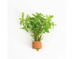 Moerings Hygrophila Polysperma | Vert belge | En Bague En Terre Ring