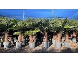 Sunny Tree - Palmboom - Trachycarpus fortunei - Winterharde Palmboom voor buiten - Hoogte: 160 cm