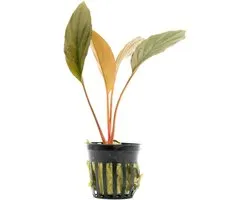 Aquaflora Homalomena Humilis | in 5 cm pot