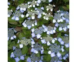 Boerenhortensia - Hydrangea macrophylla 'Mariesii Perf. 25-30 cm