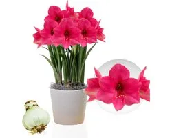 Amaryllis Bol - Pink Surprise - Bloembollen - 1 stuk - Roze - Bloem bollen