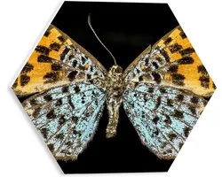WallClassics - Panneau de mousse PVC hexagonal - Papillon Apodemia sur fond noir - Photo 30 x 26,1 cm sur hexagone (avec système de suspension)