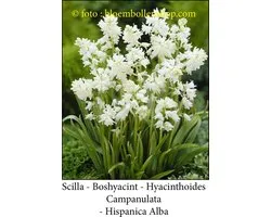 scilla Campanulata Hispanica Alba 30 bollen maat 8/+- hyacinthoides