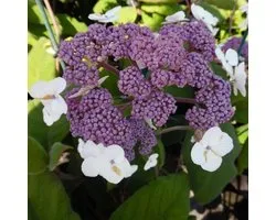 Hydrangea Aspera Sargentiana - Hortensia 25 - 30  cm in pot