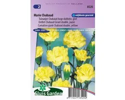 Sluis Garden - Tuinanjer, Anjer Chabaud Marie (Dianthus)