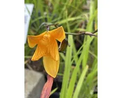 6x Daglelie - Hemerocallis hybr. 'Corky' | 9x9 cm pot