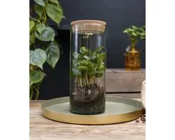 Intenz | Koffieplant | Coffea Arabica | Luma Flora