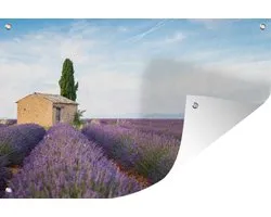 Champ de lavande avec une maison en Provence 180x120 cm XXL / Groot format!