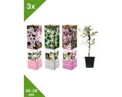 GARDENZO - 3x Bosrank Mix - Clematis montana- in P9 pot