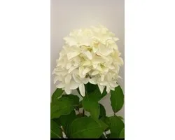 2 x bacs à hortensias. 'Skyfall'® - Hortensia paniculé 40-50 cm en pot