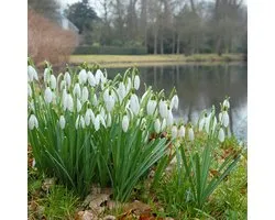 Galanthus Nivalis - Sneeuwklokje | 15 stuks | Wit | verwilderend