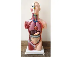 M.T.C© 45cm-GROOT- Anatomisch model-torso-lichaam-met uitneembare organen-leer model-groot torso