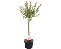 Bloomique - Salix integra 'Flamingo' - Saule panaché - Plantes de jardin - Rustiques - 60-80 cm de haut - Pot 17 cm