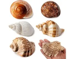 Large natural shells for hermit craba, size 3-12 cm, opening 4-6.8 cm, sea shells for decoration, crafts and marine - ShopVlot