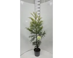 Cryptomeria j. ‘Hongarian Gold’ - Japanse ceder | 110-120 cm pot