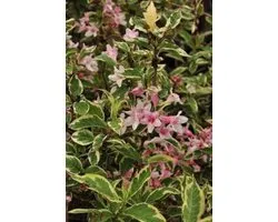 Weigela ' Nana Variegata' - Weigela 30 - 40 cm in pot