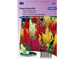 Sluis Garden - Pluimhanenkam Pampas Plume Mix (Celosia)