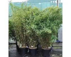 Fargesia Murieliae 'Simba' - Japanse bamboe 50-60 cm pot