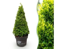 Green boutiQ - Buxus Pyramide - BetterBuxus Skylight - Resistant tegen de Buxus Schimmel - 2 Planten - Pot 23cm Hoogte 60-70cm