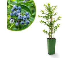 Blauwe Bes Bluecrop – Vaccinium corymbosum – Zoete Blauwe Bessen