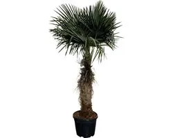 Tropictrees - Palmboom - Trachycarpus Fortunei - Plant - Winterhard - Pot ⌀ 50cm - Hoogte ca. 200cm