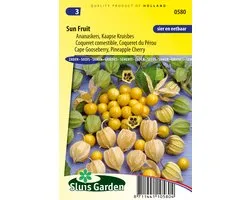 Sluis Garden - Ananaskers (Physalis peruviana)