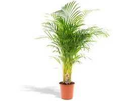 Areca palm - Ø21cm - 130cm