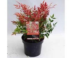 Nandina d. Gulfstream - Set van 4 - Hemelse Bamboe - Pot 2 Liter - Wintergroen
