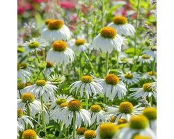 Witte zonnehoed (Echinacaea purpurea Alba) - Echinacea Alba - Vaste planten - Bijen-Vlinders - Snijbloemen - Zomerbollen
